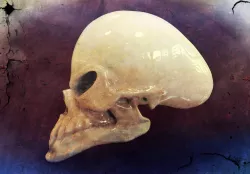 Alien Skull !!