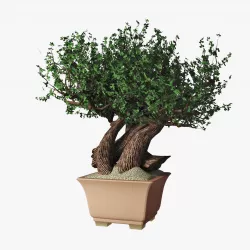 Bonsai 3D model