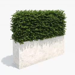 Boxwood Hedge in White Planter 3D model