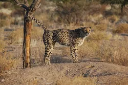 Cheetah