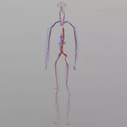 Circulatory System 3D model