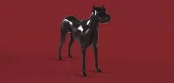 Dog For IVO ALBERTI