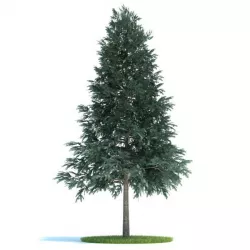 Evergreen Conifer Tree 3D model