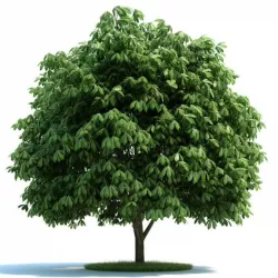 Feathery Full Green Tree 3D model