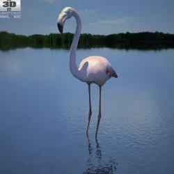 Flamingo Phoenicopterus Low-poly  3D model