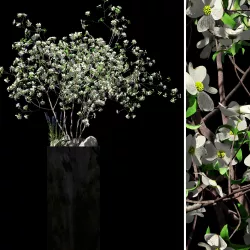 Flowerbed with Dogwood and lavenders 3D model