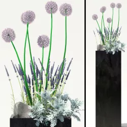 Flowerbed with lavenders and alliums and Dusty Miller 3D model