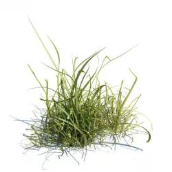 Grass 3D model