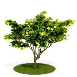 Green Lemon Tree 3D model