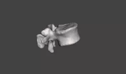 Human Lumbar Vertebra L2 - female 3D model