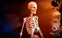 Human Skeleton