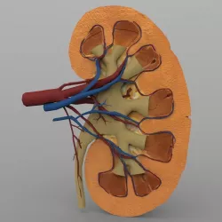Kidney with Textures 3D model