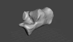 Left Calcaneus - human male 3D model