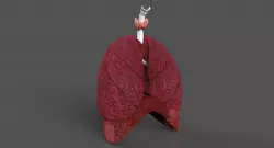 LUNGS 3D  3D model