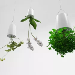 Plants  in upside down hanging pots 3D model