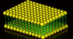 Plasma membrane