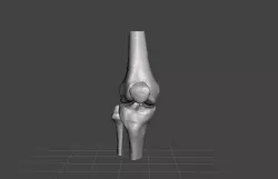 Right knee joint - female 3D model 3D model