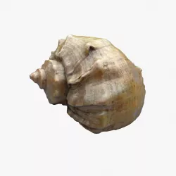 Seashell 3D model