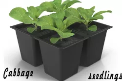 Seedlings of cabbage 3D model