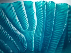 Semi Tranclucent Textured Vase