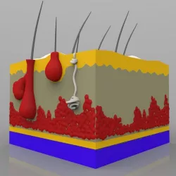 Skin Chunk 3D model