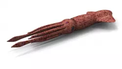 Squid