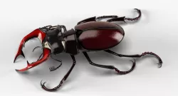 Stag Beetle 3D model