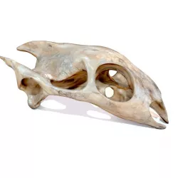 Turtle Skull Realistic Low-poly  3D model