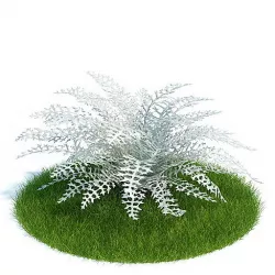 White Dusty Miller Plant 3D model