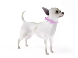 White Female Chihuahua 3D model