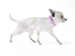 White Short Hair Chihuahua 3D model