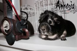 Amnesia a machine for guinea pigs
