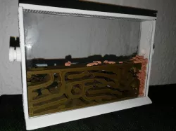 Ant Farm