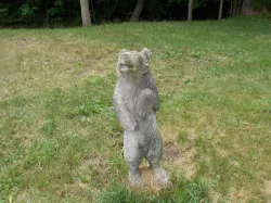 Backyard Bear