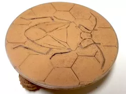 Pentatomidae Dual Extrusion Coaster