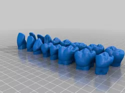 Adult Teeth Models for learning tooth morphology