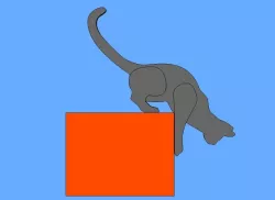 Shelf Cat