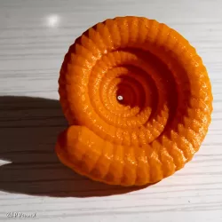 Ammonite