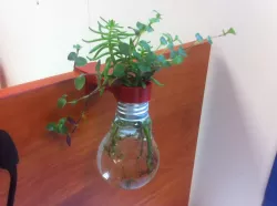 Light bulp holder for flower pot