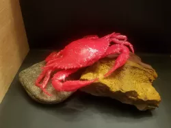 Maryland Blue Crab