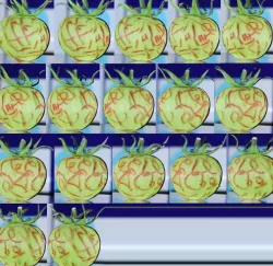 Tomato