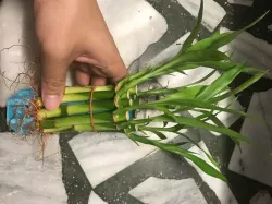 Lucky Bamboo Stand (for grew in water)