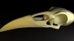Raven Skull