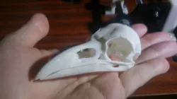 The Real Skull of a Raven