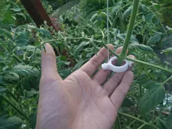 Trellis Clip