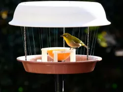 Bird Food Table