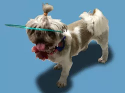 Canees - "Cane" like device for blind dogs / Dispositivo para perros ciegos