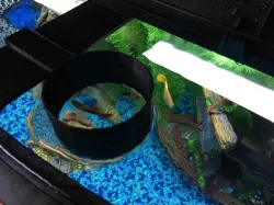 Fish Feeder Ring for Aqueon 36 Gallon Bowfront Tank