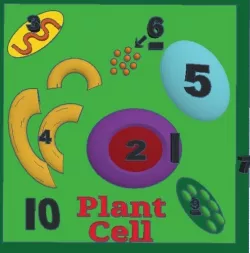Plant Cell