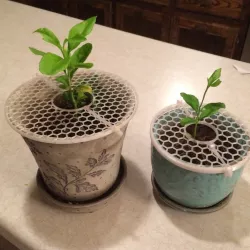 Plant Pot Lid